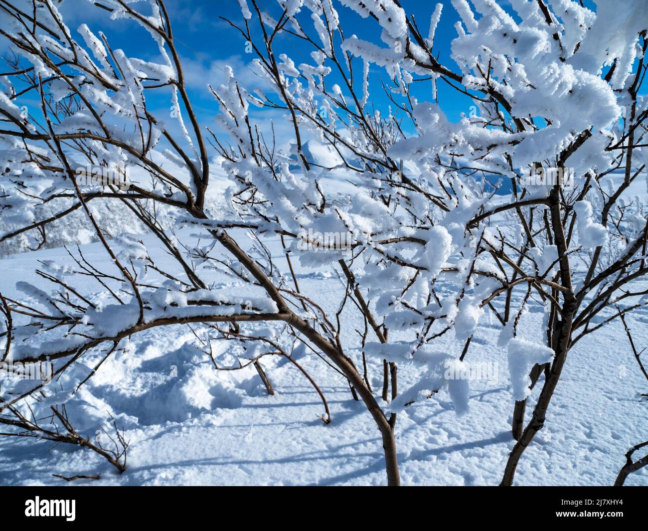 Neve bianca incontaminata sui rami di un albero giovane Foto Stock
