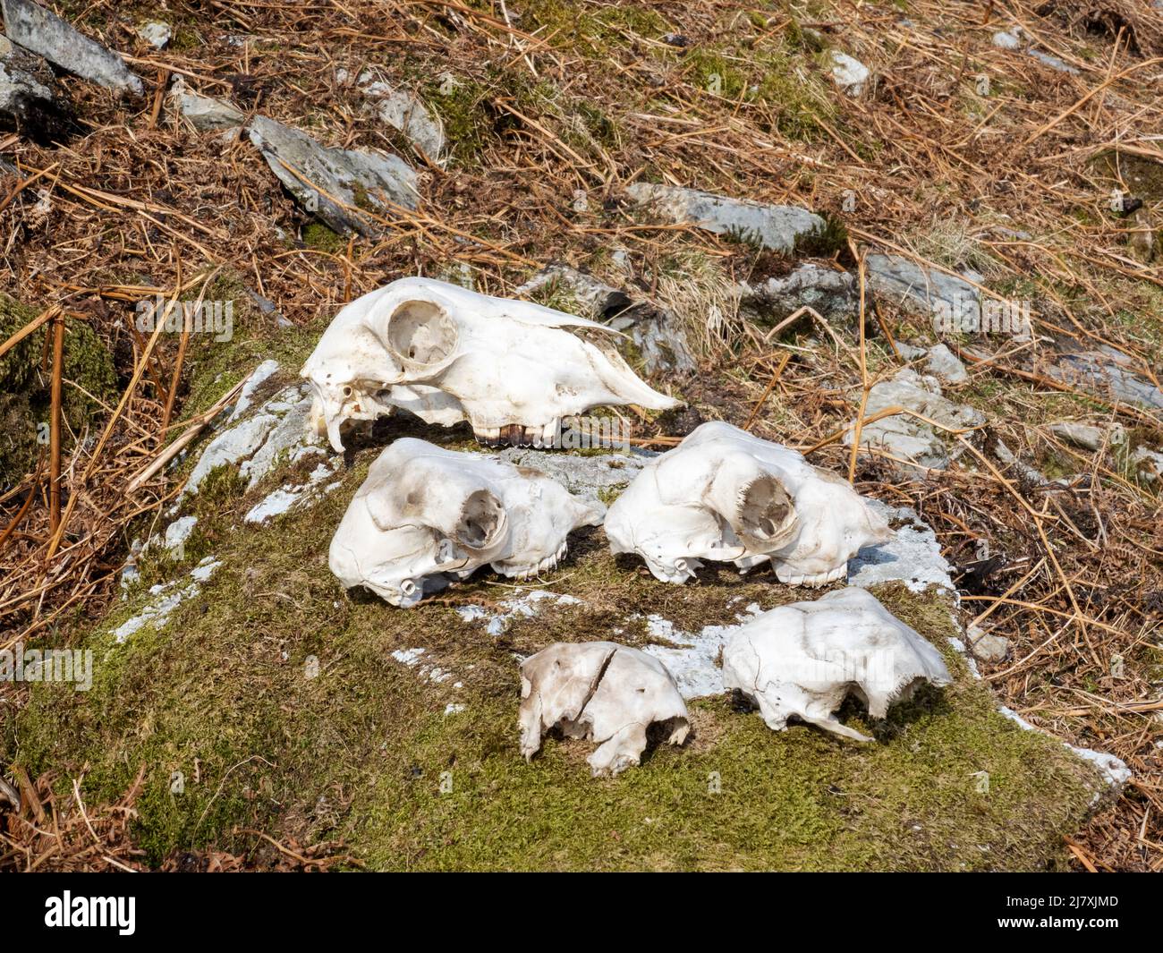 Scafi di pecora a Tilberthwaite vicino a Coniston, Lake District, Regno Unito. Foto Stock