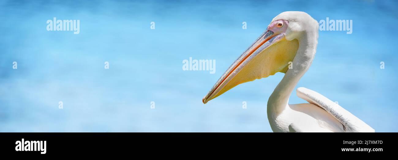 Ritratto di un Pelican bianco su sfondo panoramico blu oceano con spazio copia Foto Stock