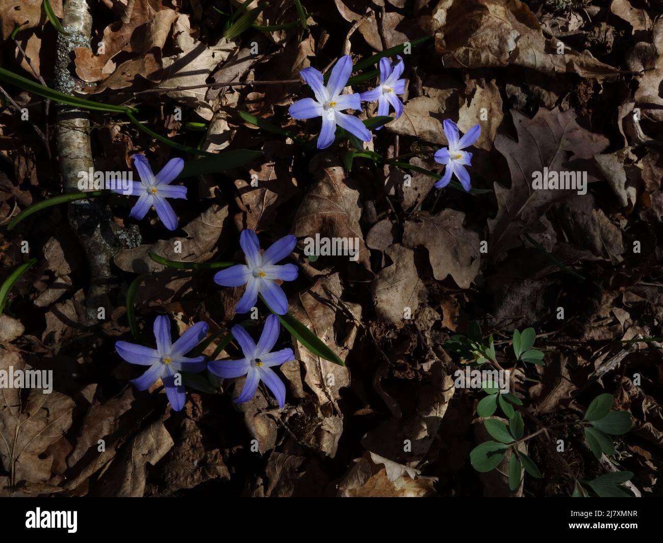 Chionodoxa forbesii è molto simile alla Scilla siberica, ma il colore dei petali Snow Star è bianco al centro e poi blu. Foto Stock