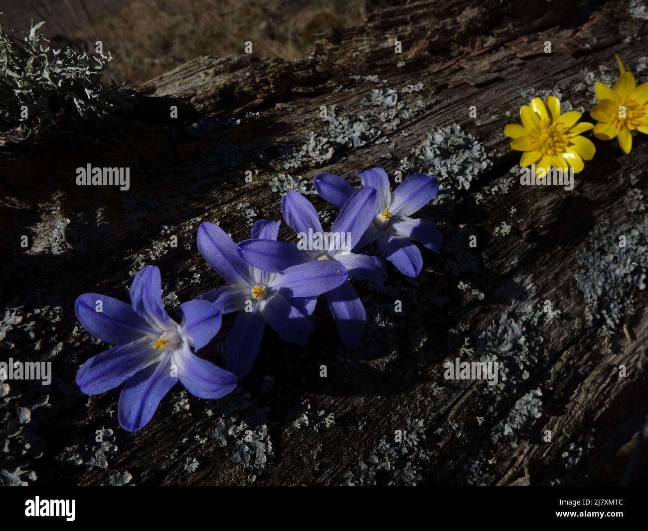 Scilla forbesii e Pilewort si collocarono, in fila, su un ramo coperto di lichen. Bel contesto. Foto Stock