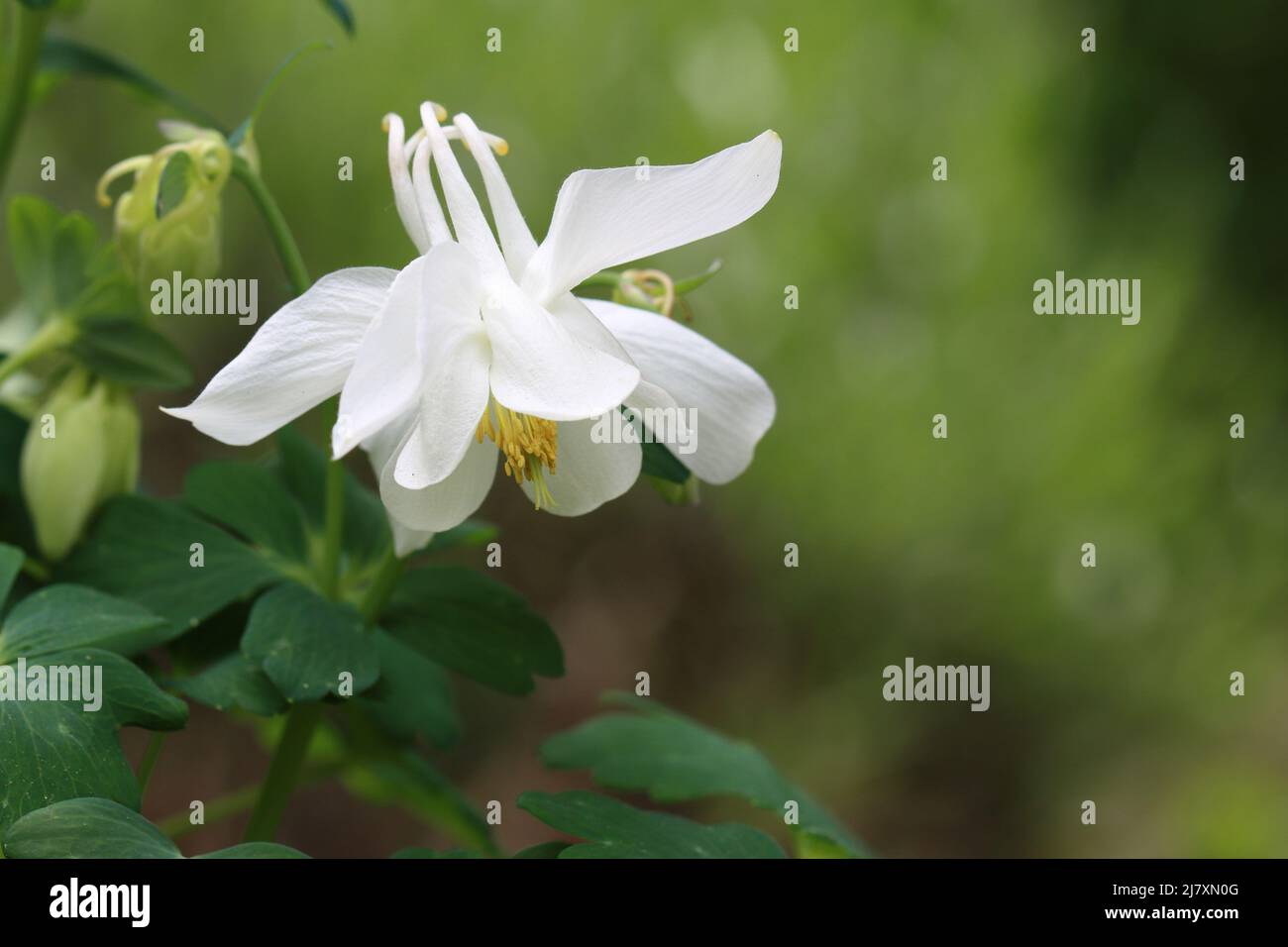 primo piano di bella fresca aquilegia caerulea bianco su sfondo sfocato verde, vista laterale, spazio copia Foto Stock