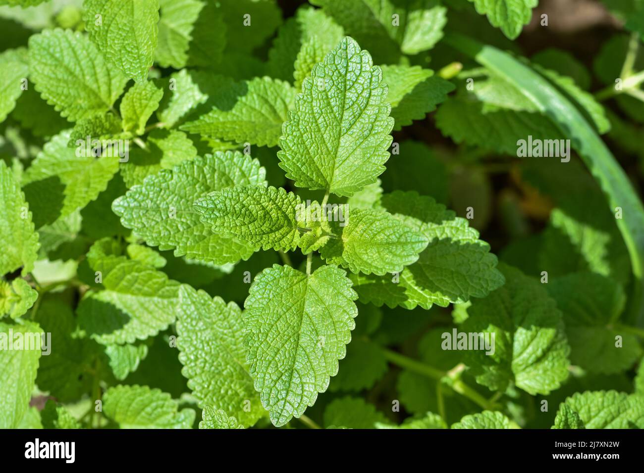 Pianta erbacea perenne nella famiglia della menta - balsamo al limone (Melissa officinalis) nel letto giardino Foto Stock