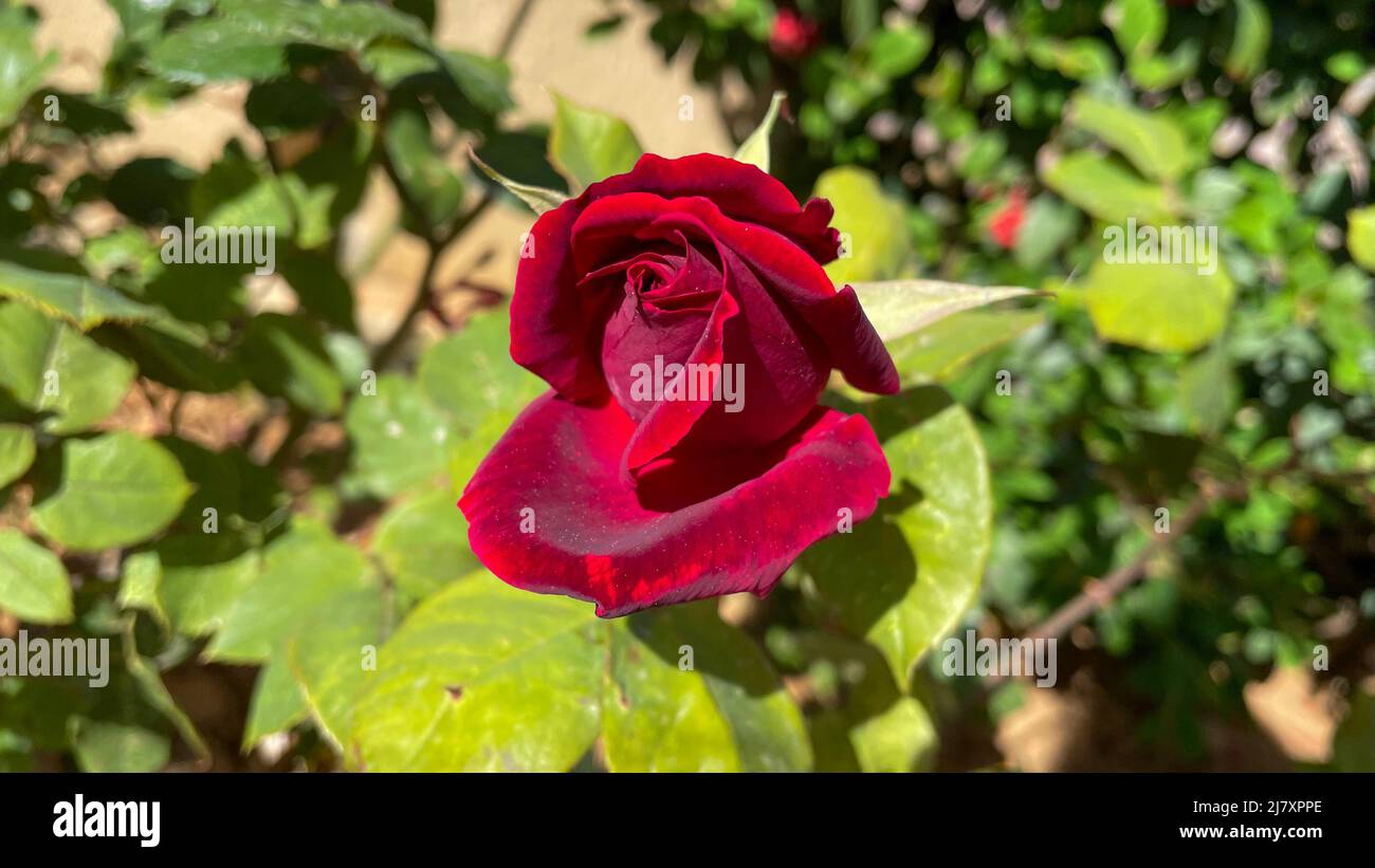 Foto macro di un unico cespuglio rosso rosa che fiorisce al sole, primo piano di rosso bud rosa con sfondo verde sfocato, carta da parati HD 16:9 Foto Stock