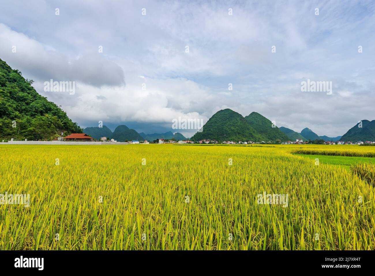 Bac Son valle del riso in Vietnam Foto Stock