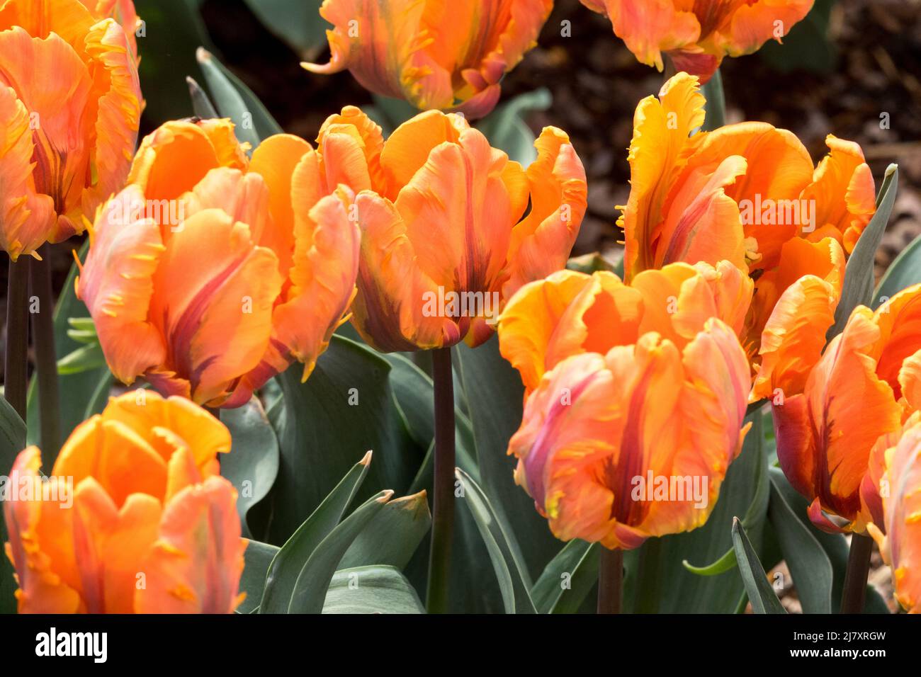 Tulipani 'Prinses Irene' Parrot Gruppo di tulipani 'Irene Parrot' Foto Stock