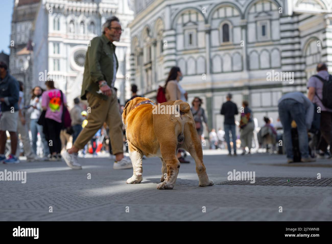 Un bulldog che guarda perso in Piazza di San Giovanni a Firenze Foto Stock