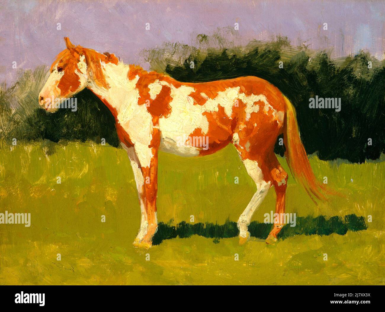 Senza titolo, Pinto Horse Foto Stock