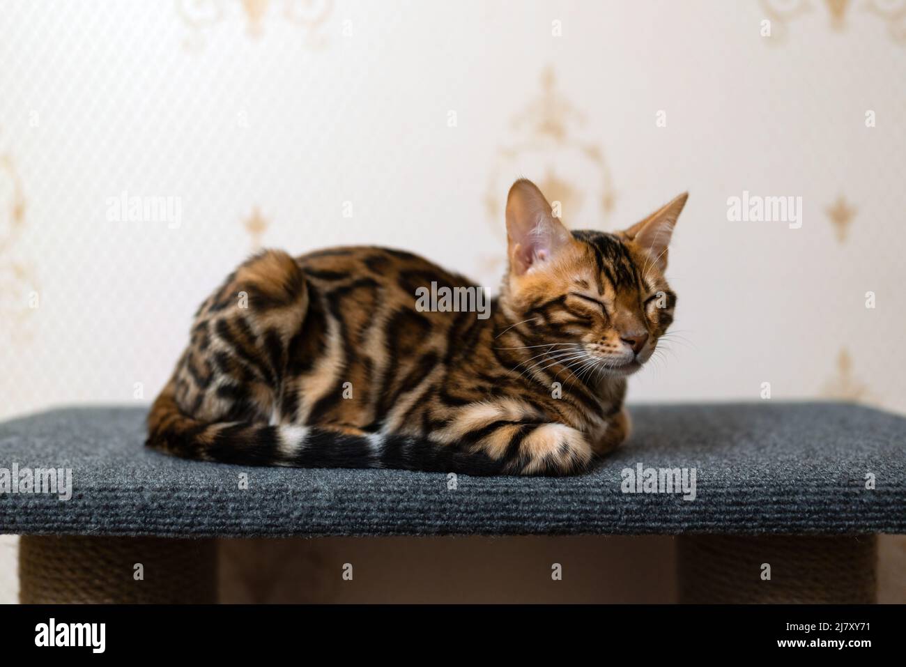 Ritratto di un gattino bengala addormentato Foto Stock