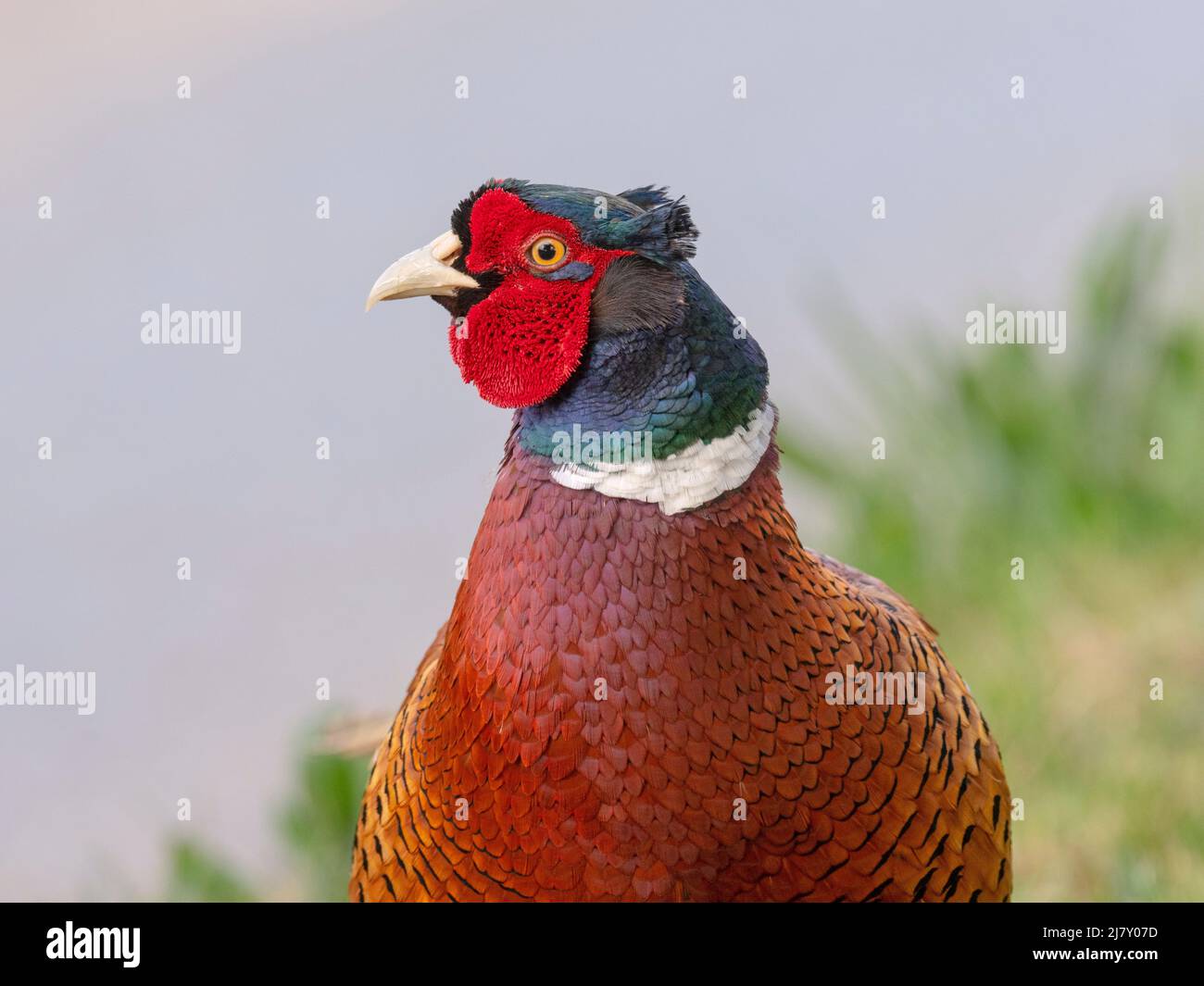 Maschio Phasant Phasianus colchicus in primavera allevamento piumaggio Norfolk Foto Stock