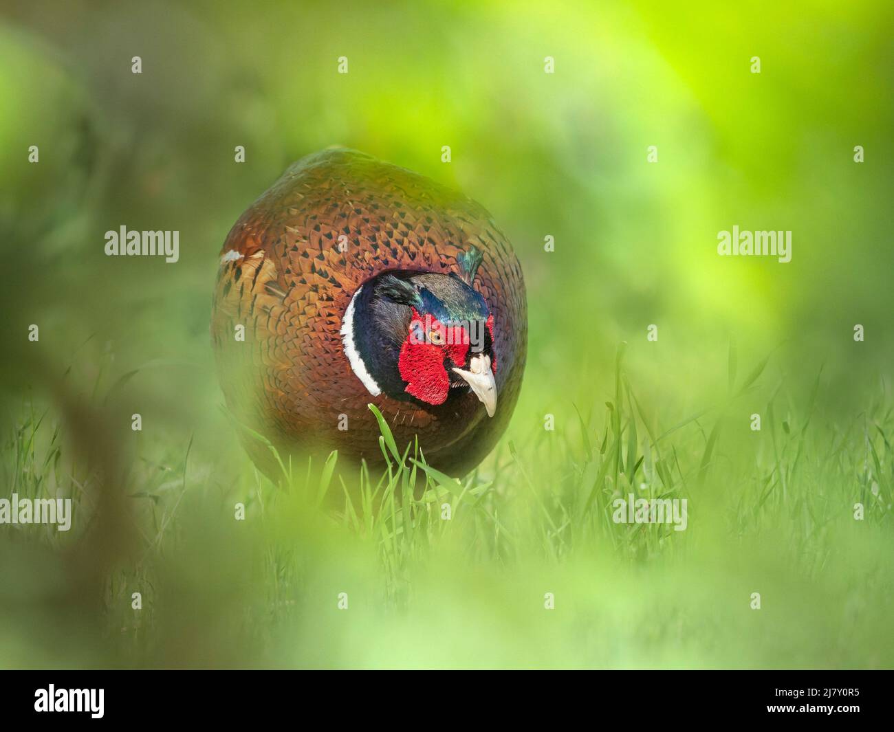 Maschio Phasant Phasianus colchicus in primavera allevamento piumaggio Norfolk Foto Stock