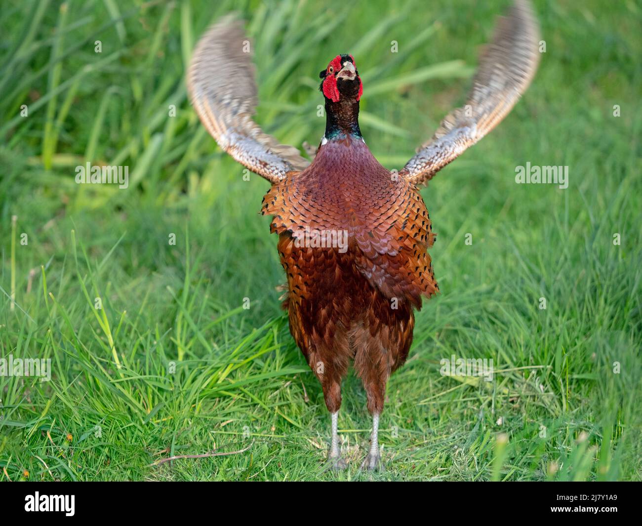 Maschio Phasant Phasianus colchicus chiamata primavera Foto Stock