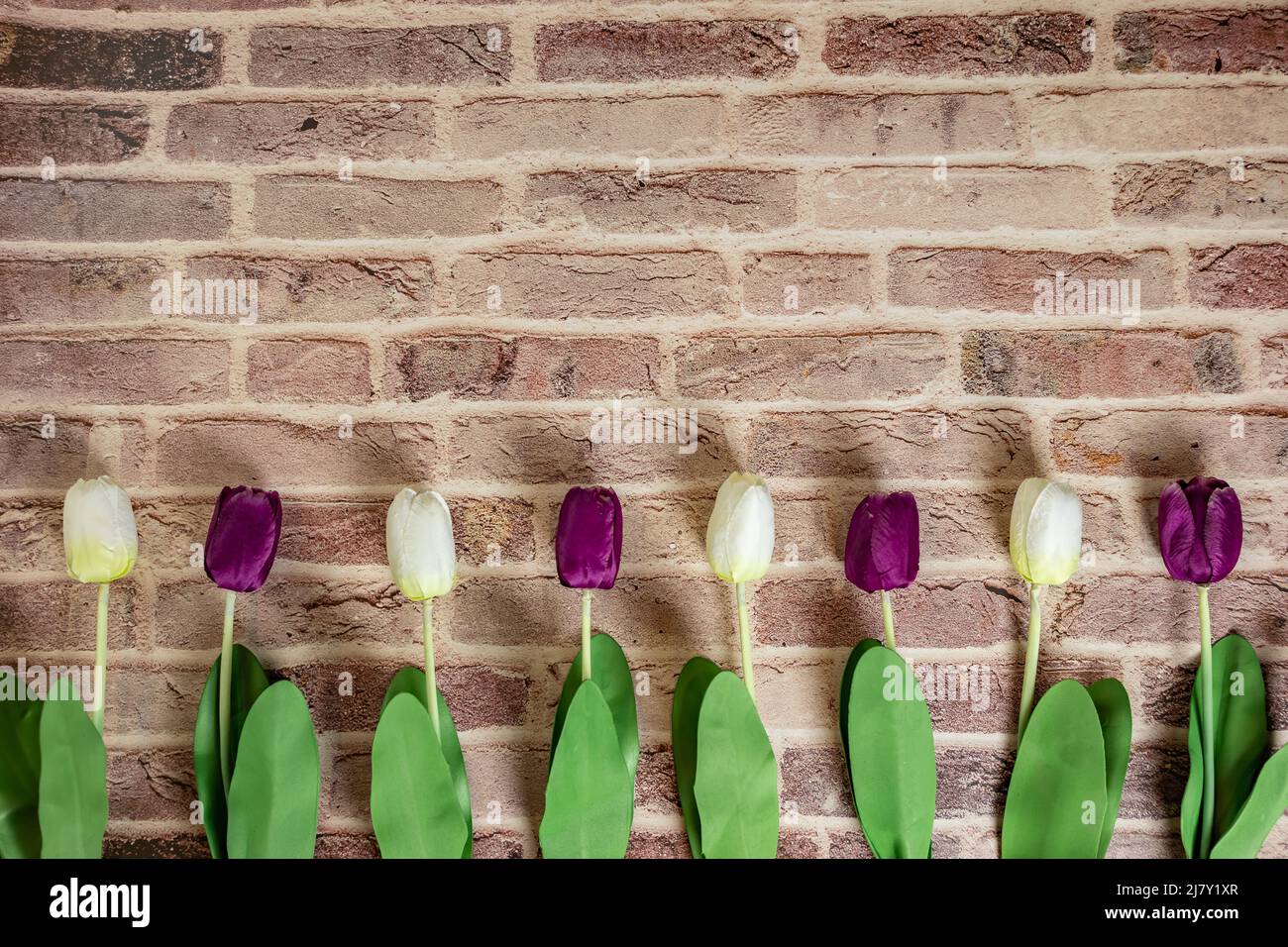 Bei tulipani su sfondo muro di mattoni, grazioso biglietto di auguri con tulipani per il giorno delle madri, matrimonio o felice evento concetti. Spazio di copia per il testo. Foto Stock