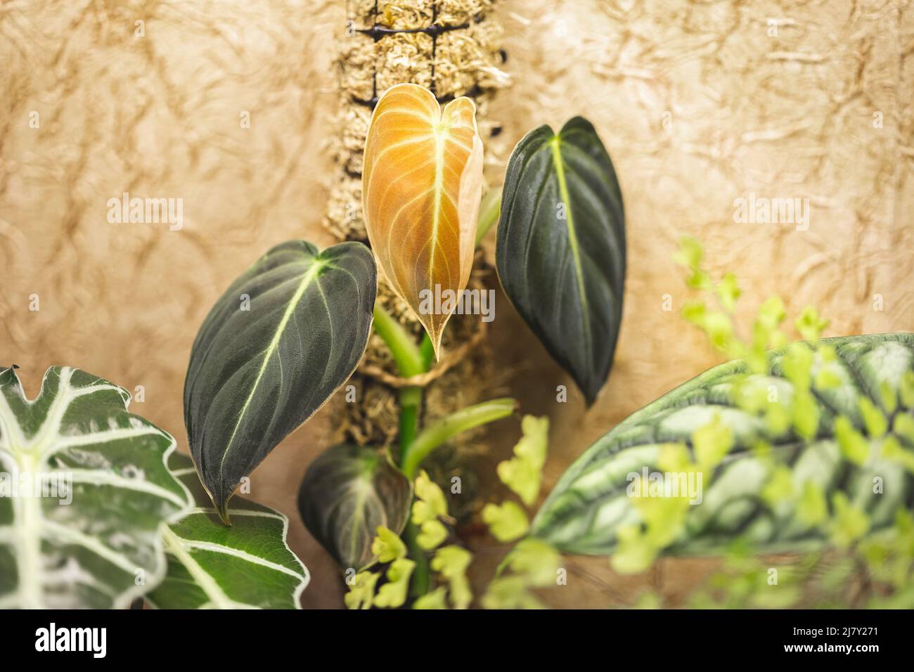 Nuova foglia di giovane pianta Philodendron Melanochrysum che cresce su un palo di muschio Foto Stock