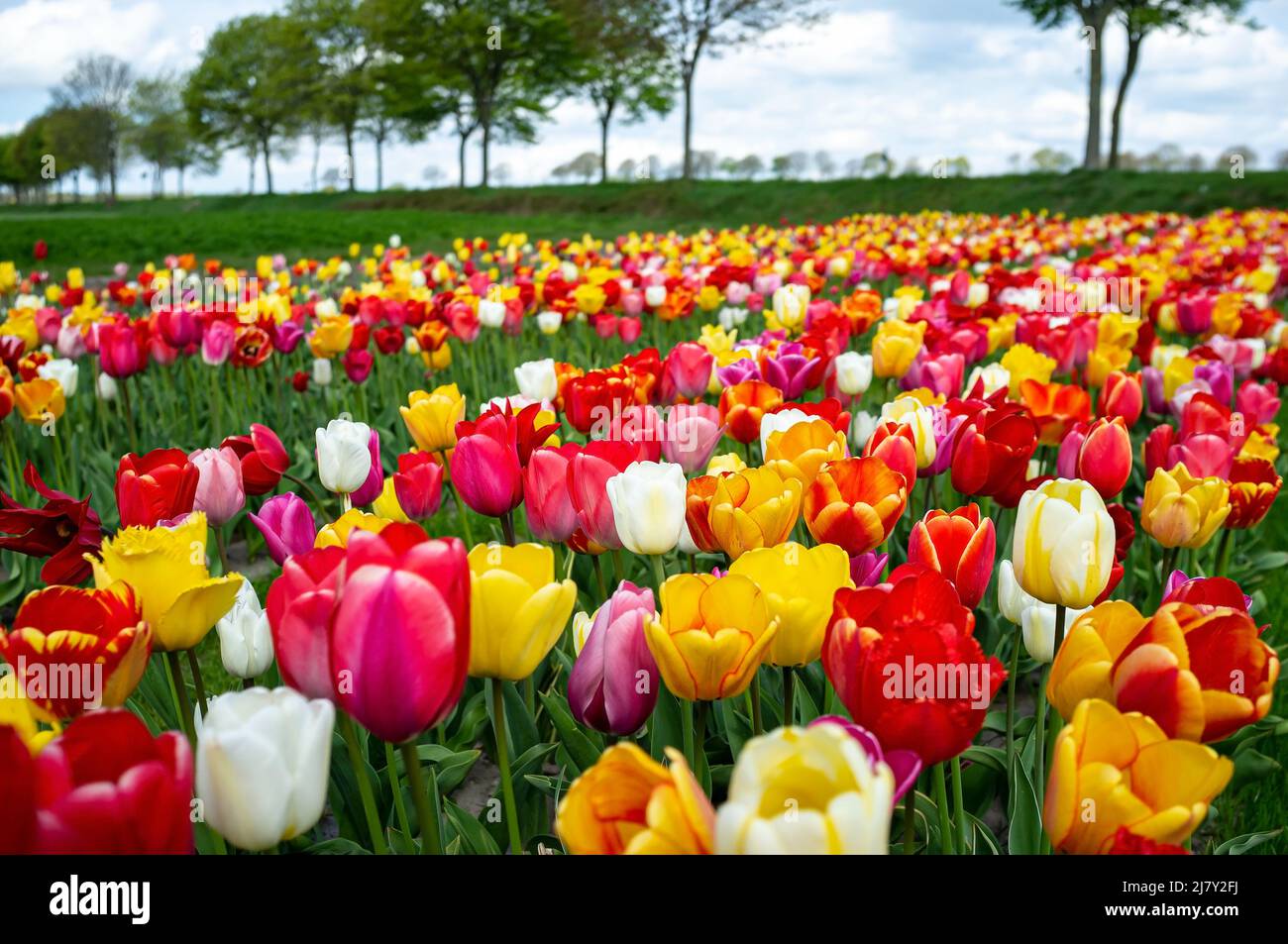 Campo con bellissimi tulipani fioriti, coltivati in vendita, all'aperto. Foto Stock