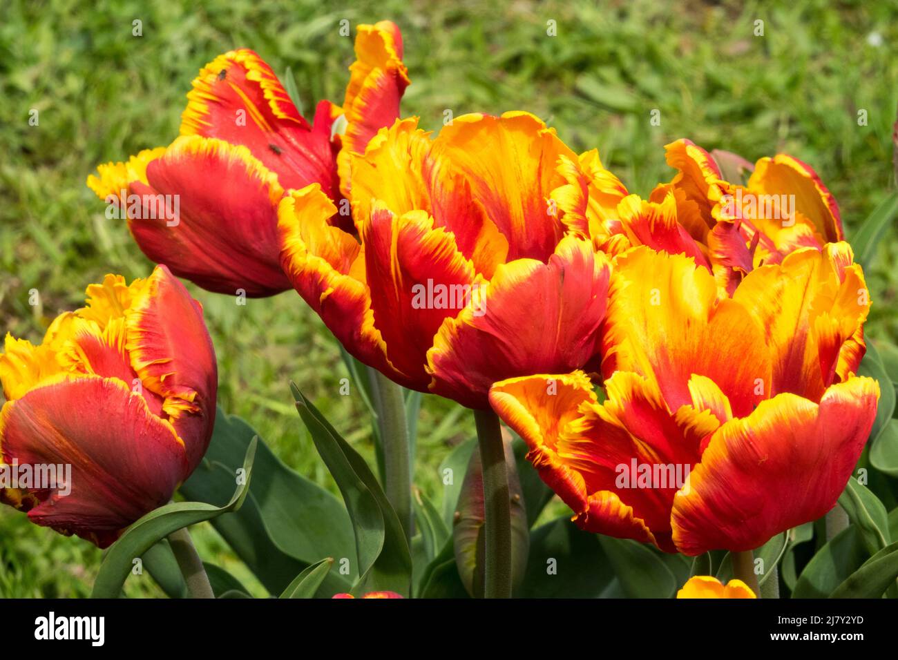 Tulipani 'Bright Parrot' Tulipano giallo Rosso Parrot Foto Stock