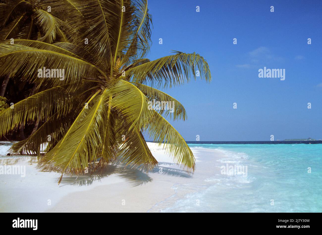 Isola delle Maldive con palme, spiaggia e laguna, Maldive, Oceano Indiano, Asia Foto Stock