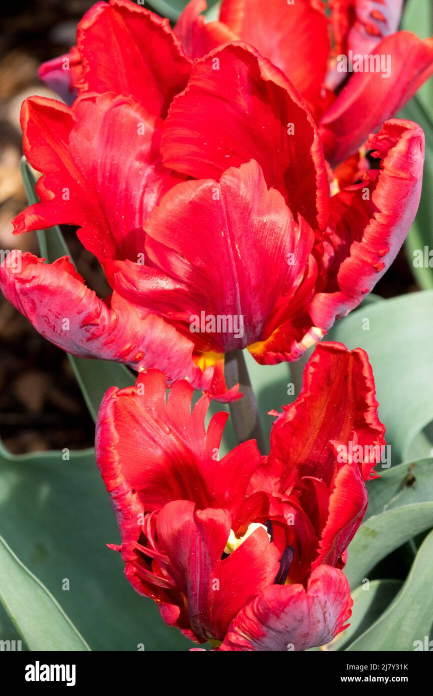 Tulipani rossi 'Rococo' Parrot Tulip, Tulipa Foto Stock