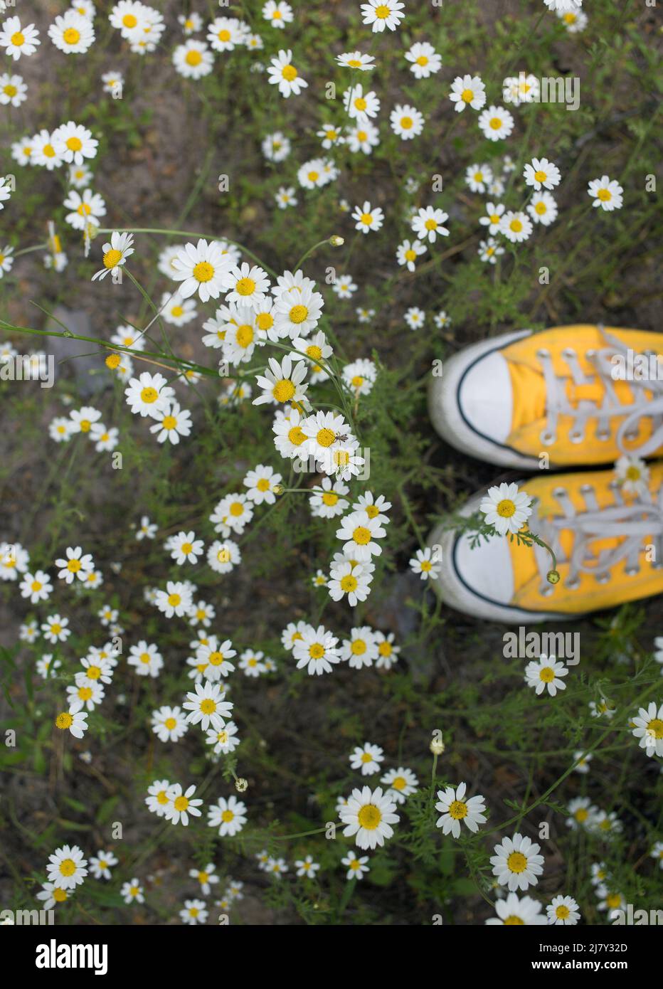 scarpe da ginnastica gialle giovani tra fiori di margherite forestali. passeggiata nel piacere, armonia, energia della natura, libertà, stile di vita attivo. vista dall'alto. st Foto Stock
