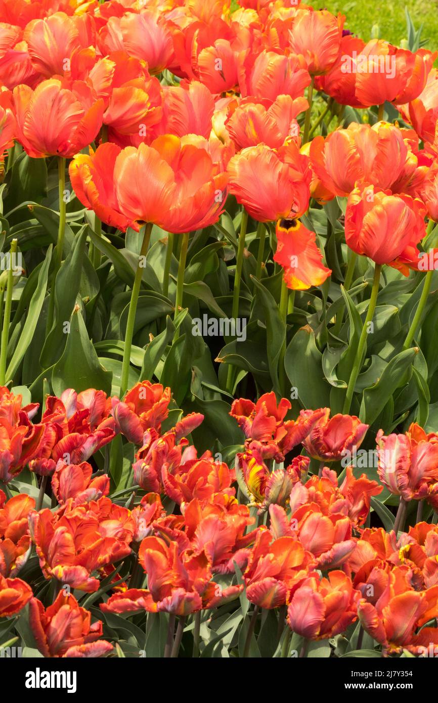 Tulipani pappagallo 'Samon Parrot' e 'Blumex', tulipani pappagallo misto primavera flowerbed Foto Stock