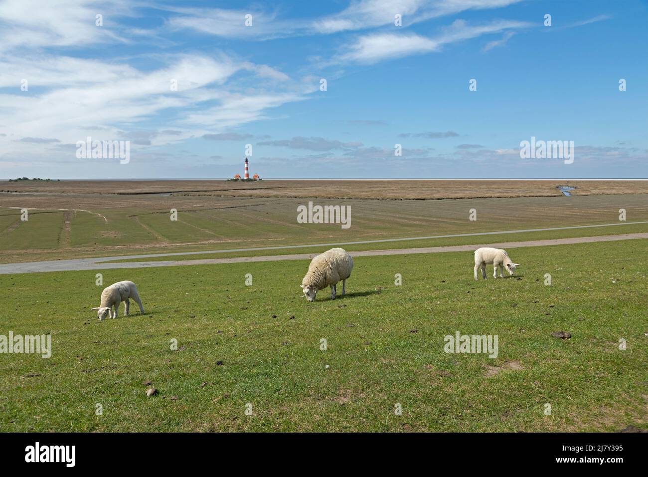 Pecora e agnelli che navigano sulla diga di fronte al faro Westerhever, penisola di Eiderstedt, Schleswig-Holstein, Germania Foto Stock