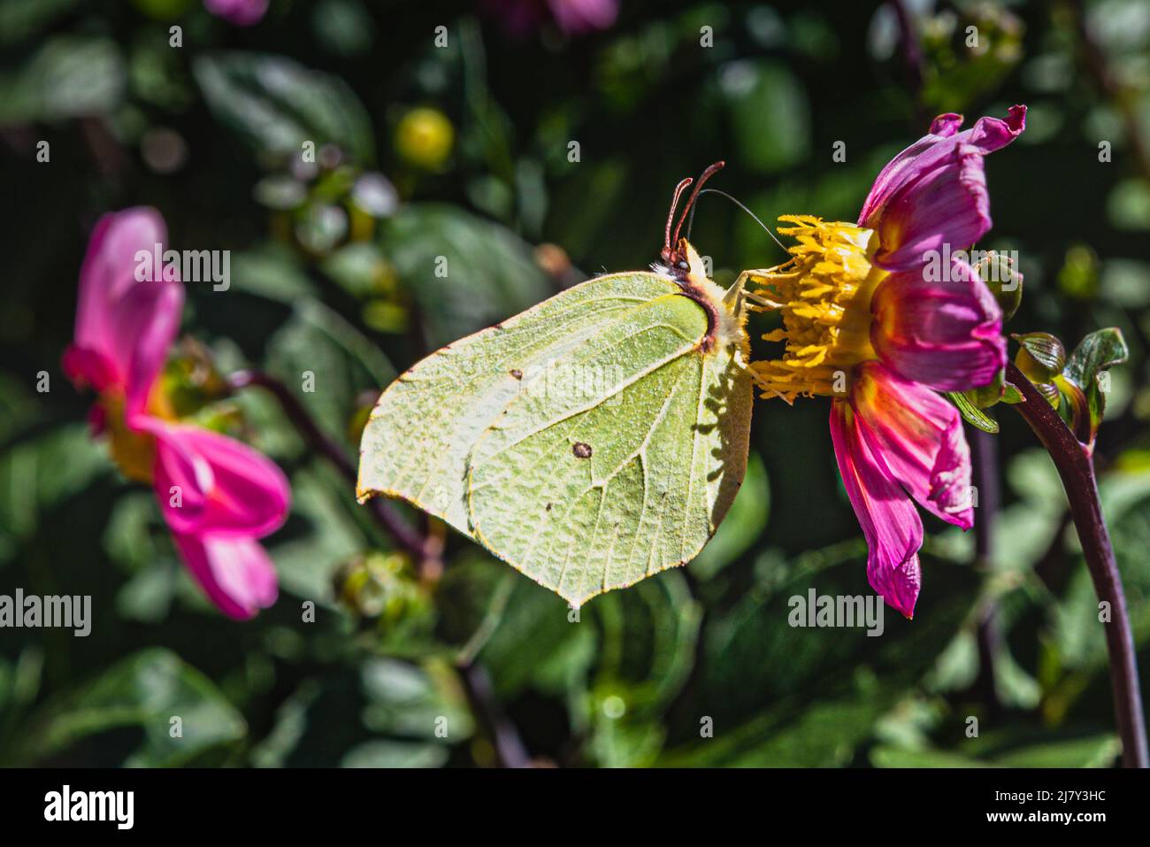 Gonepteryx rhamni (Pieridae) Brimstones farfalla. La farfalla gialla che raccoglie nettare da un fiore rosa mostra il ruolo che gli insetti giocano nell'impollinazione Foto Stock