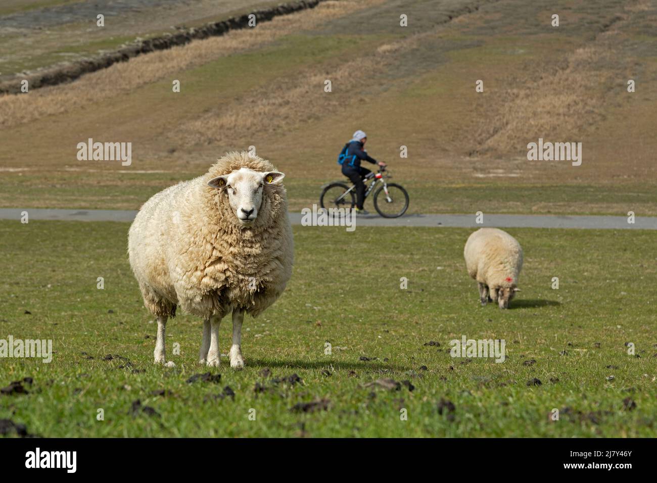 Pecora in dike, ciclista, Westerhever, Penisola di Eiderstedt, Schleswig-Holstein, Germania Foto Stock