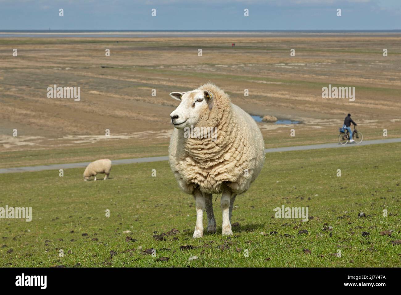 Pecora in dike, ciclista, Westerhever, Penisola di Eiderstedt, Schleswig-Holstein, Germania Foto Stock