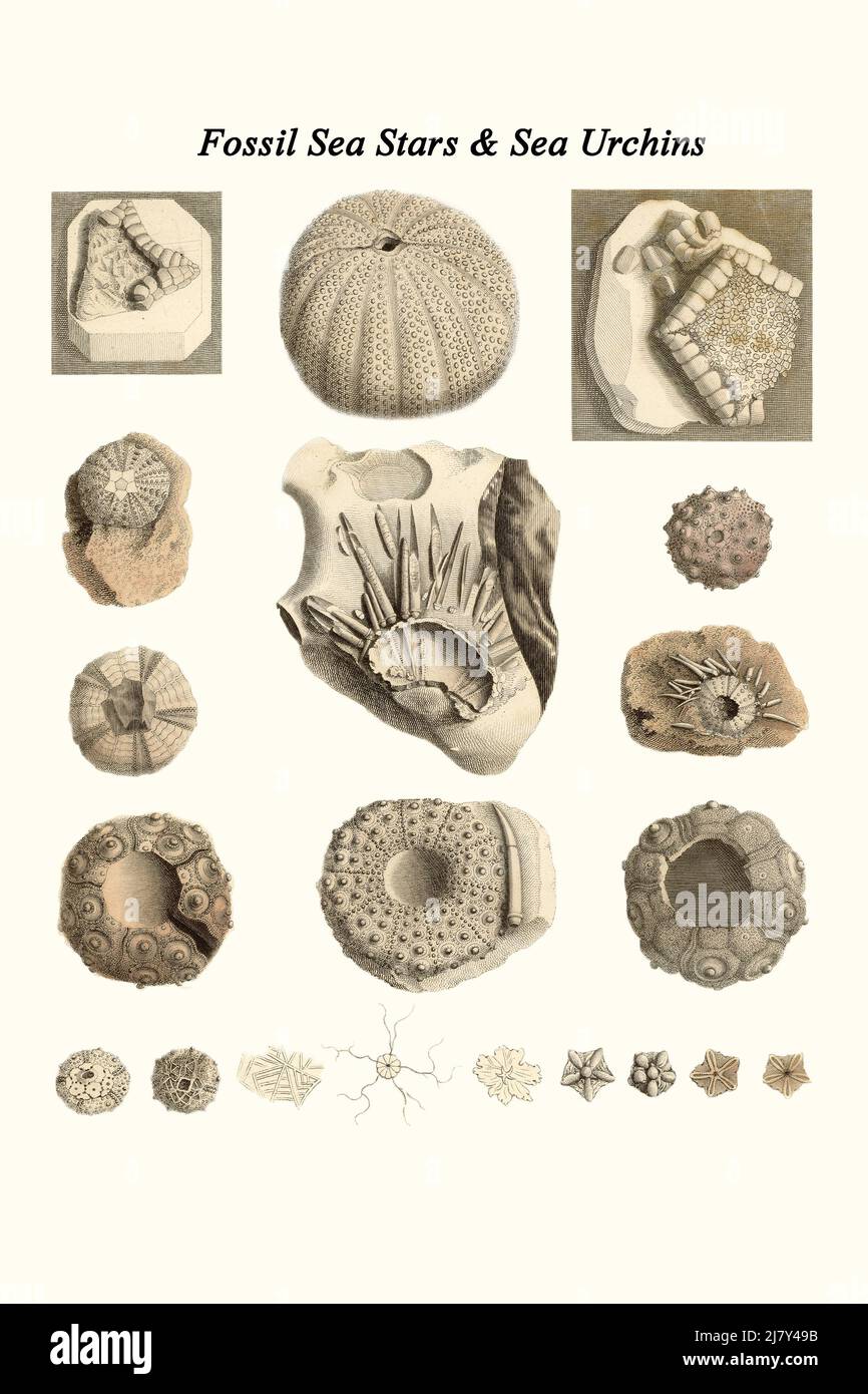 Fossile Sea Star & Sea Urchins Foto Stock