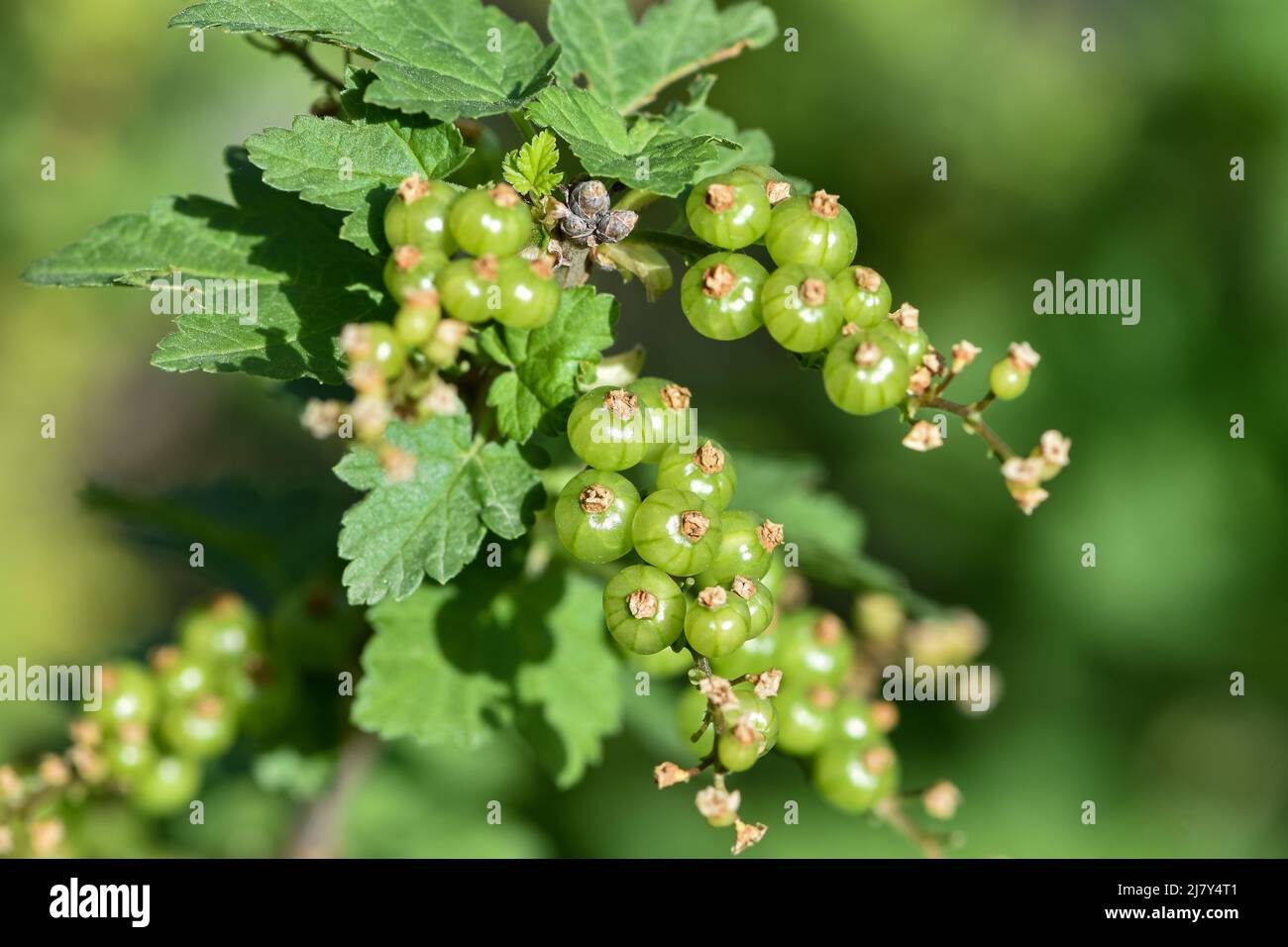 Ribes verde fresco unmature in giardino. Coltivazione di bacche biologiche closeup su un ramo di cespuglio di ribes Foto Stock