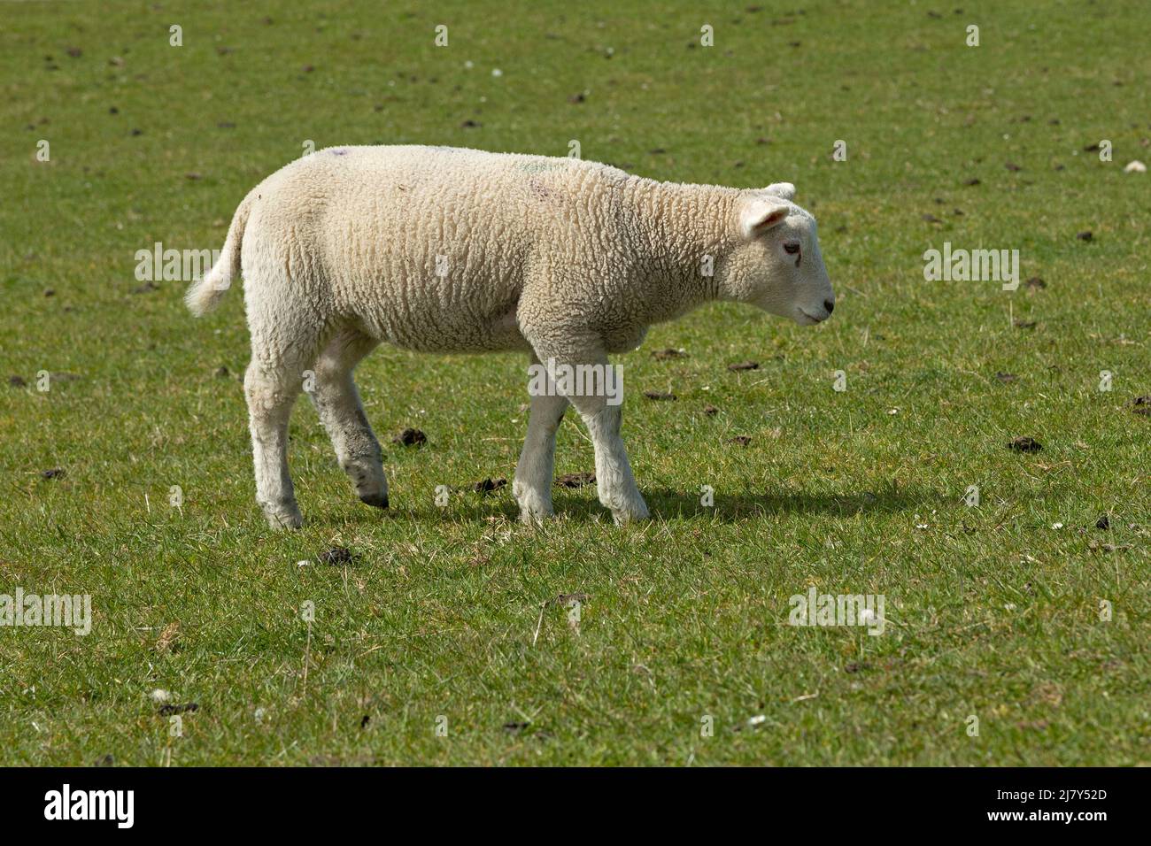 Agnello sulla diga, Westerhever, penisola di Eiderstedt, Schleswig-Holstein, Germania Foto Stock