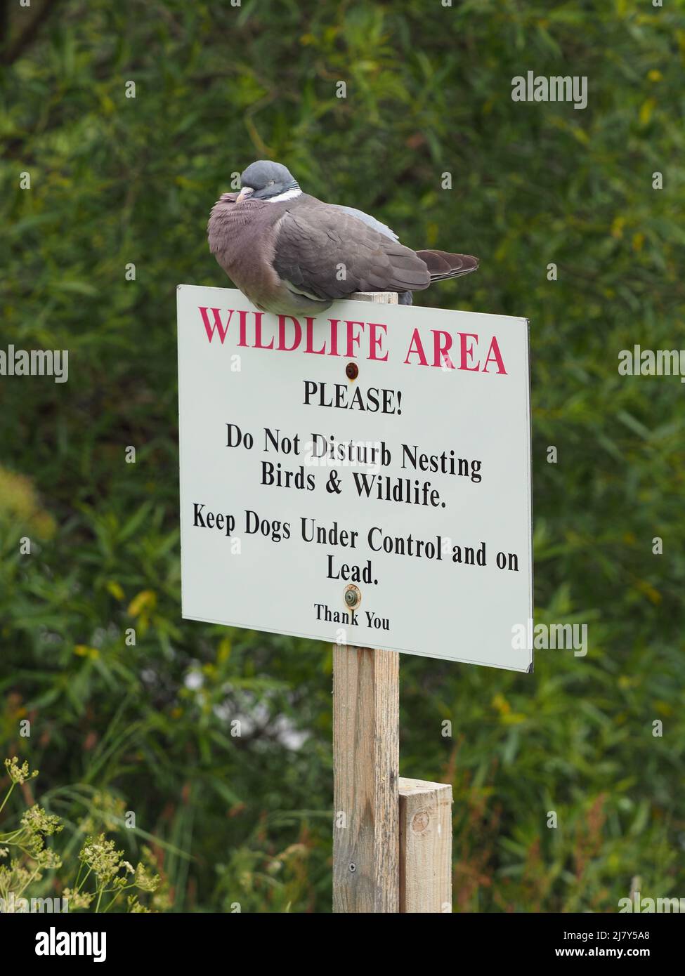 Pigeon legno comune che dorme su un cartello non disturbare la fauna selvatica, vicino a una riva del fiume. Alberi verdi e fogliame sullo sfondo. Foto Stock