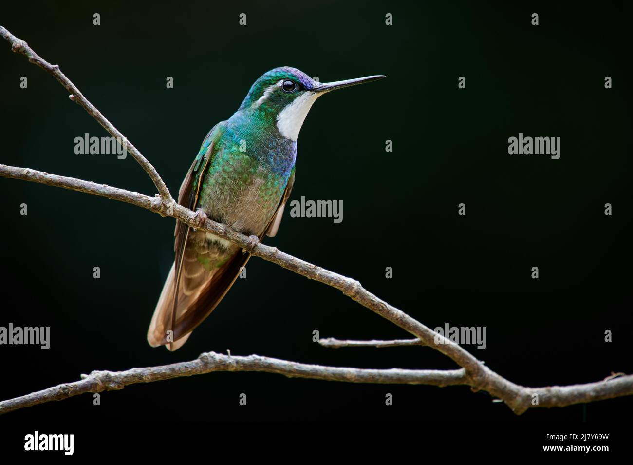 Gemma di montagna maschile a gola bianca o gemma di montagna bianca (Lampornis castaneoventris), San Gerardo de Dota, Costa Rica, America Centrale Foto Stock