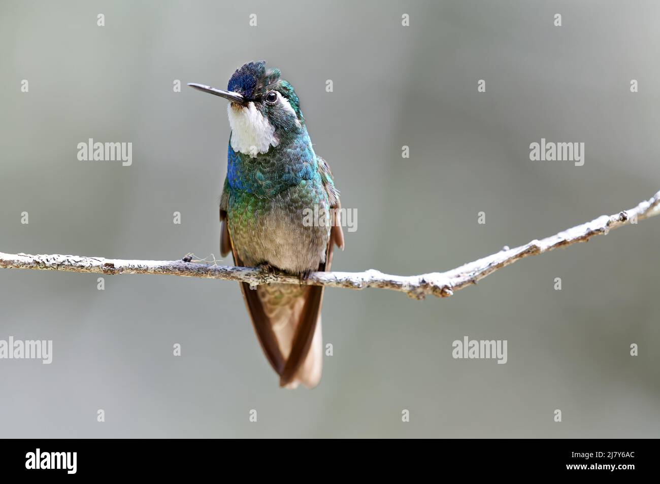 Gemma di montagna maschile a gola bianca o gemma di montagna bianca (Lampornis castaneoventris), San Gerardo de Dota, Costa Rica, America Centrale Foto Stock