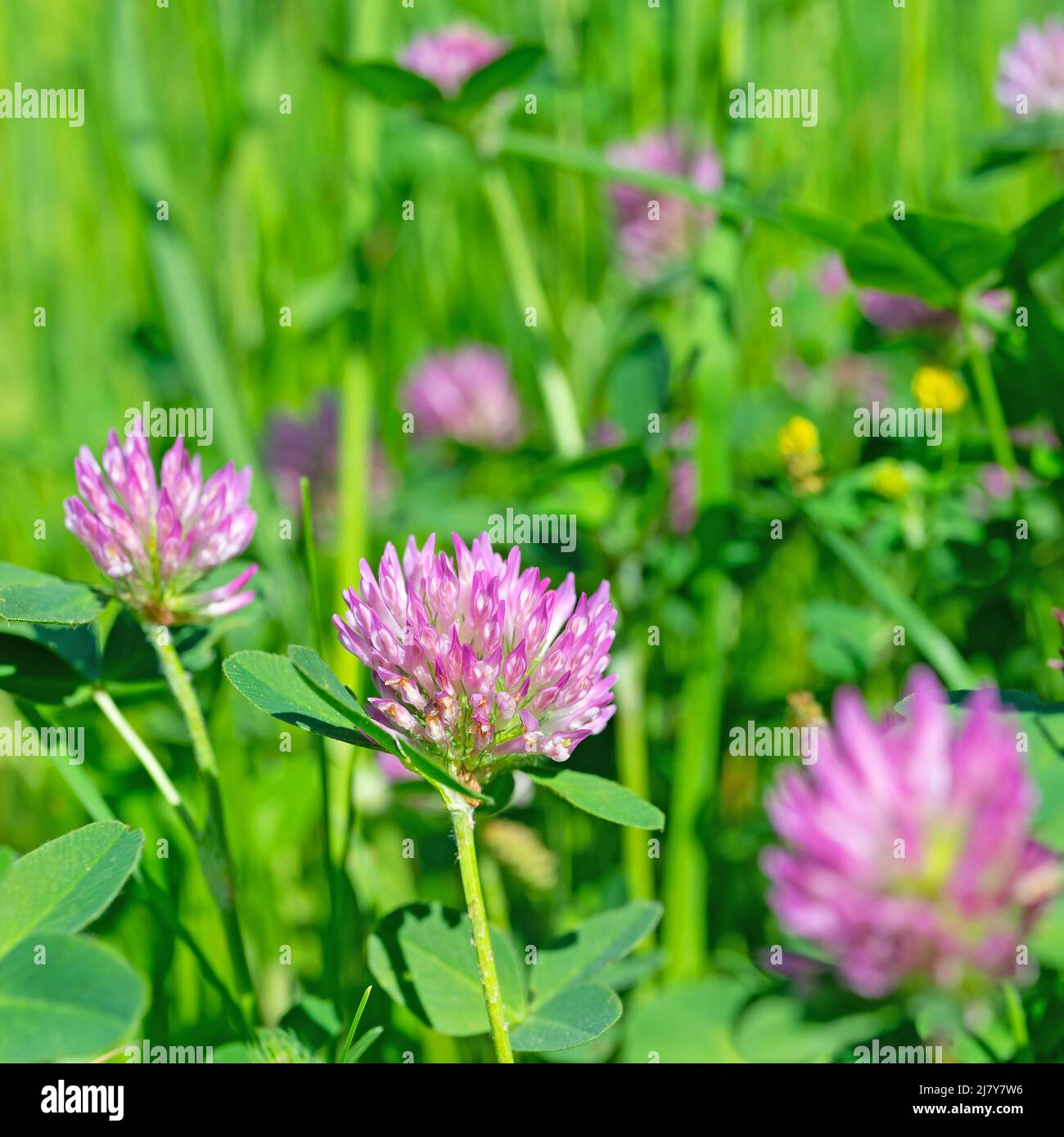 Trifoglio rosso fiorito, Trifolium pratense, primo piano Foto Stock