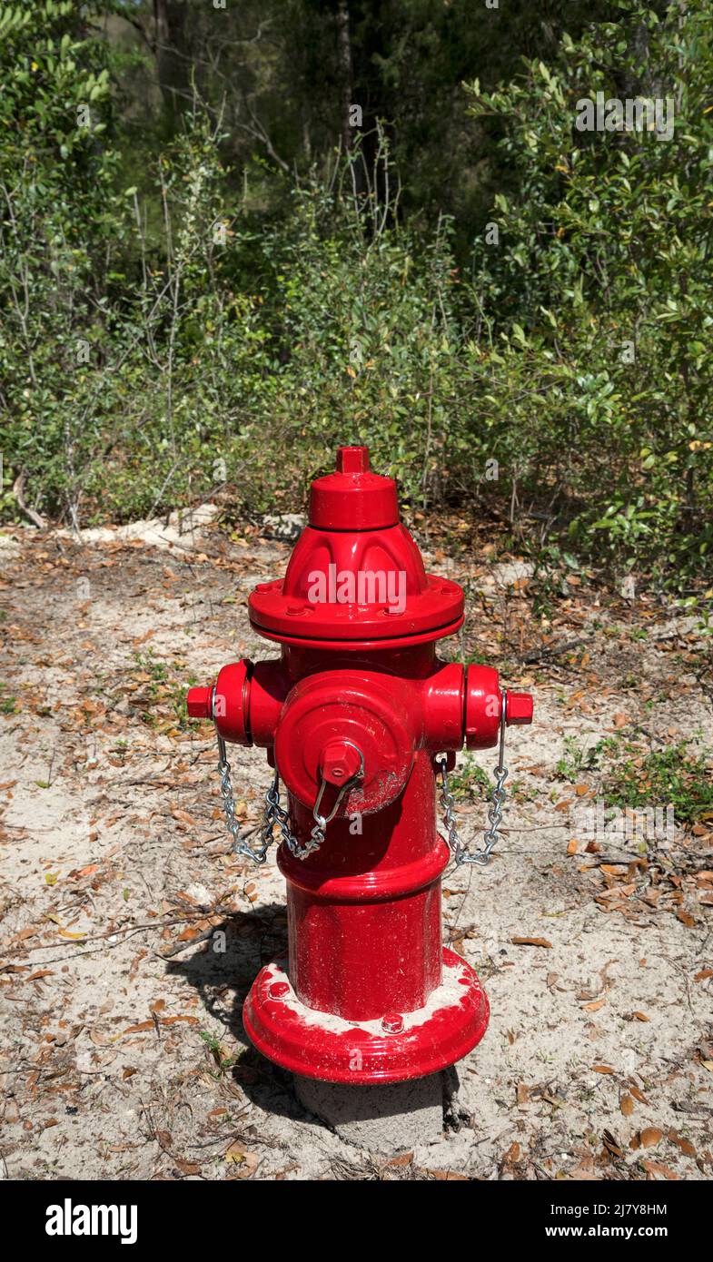 Un idrante di fuoco rosso si trova al bordo di una zona boscosa nella Florida centrale settentrionale rurale. Foto Stock