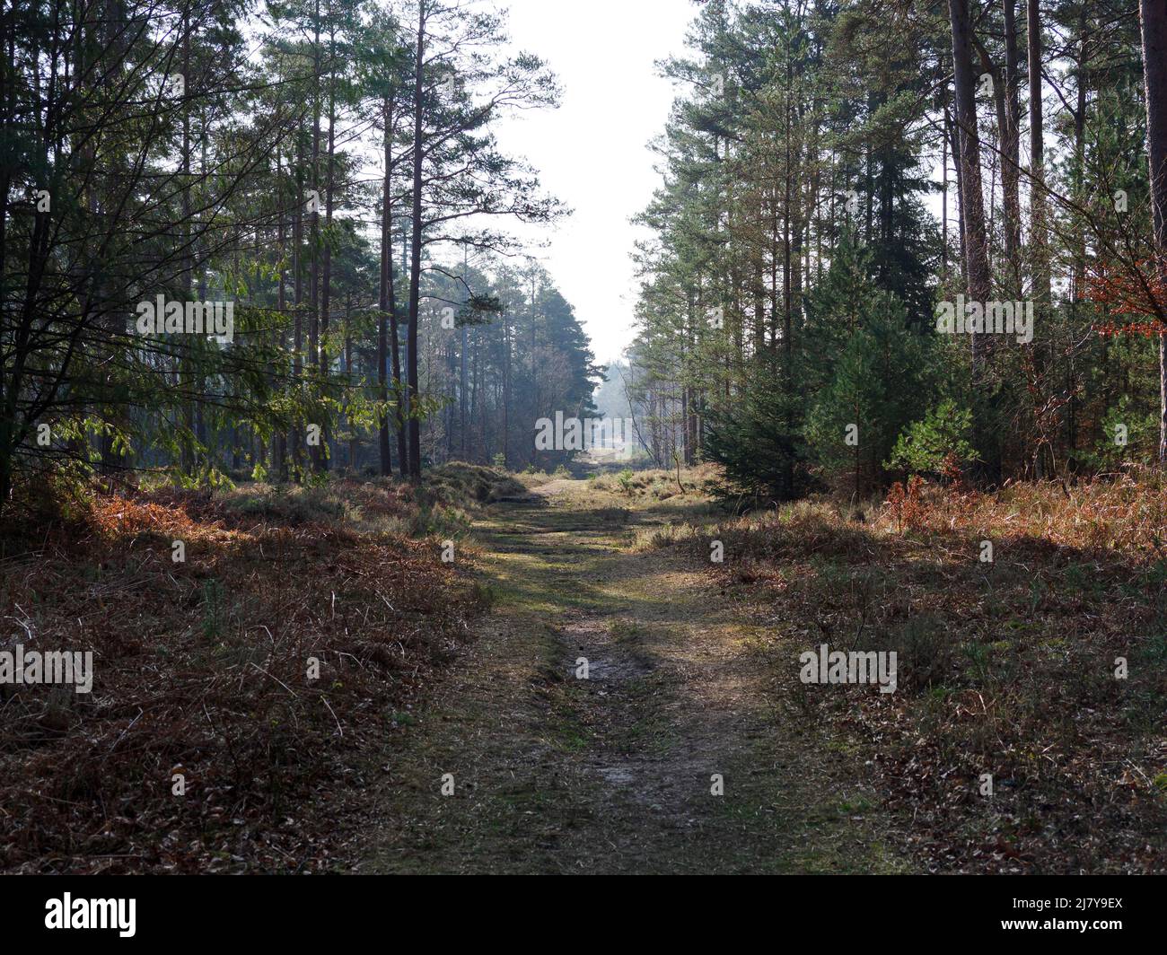 Pista nella New Forest vicino a Bolderwood, la New Forest, Hampshire, Regno Unito Foto Stock
