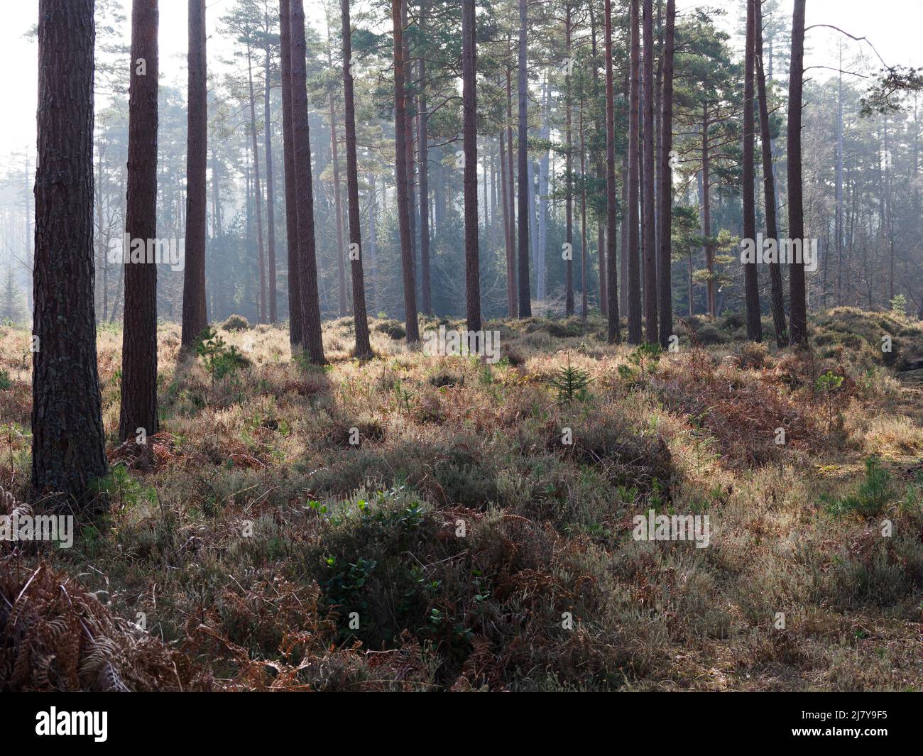 La New Forest in una mattinata di primavera nebbiosa, la New Forest, Hampshire, Regno Unito Foto Stock