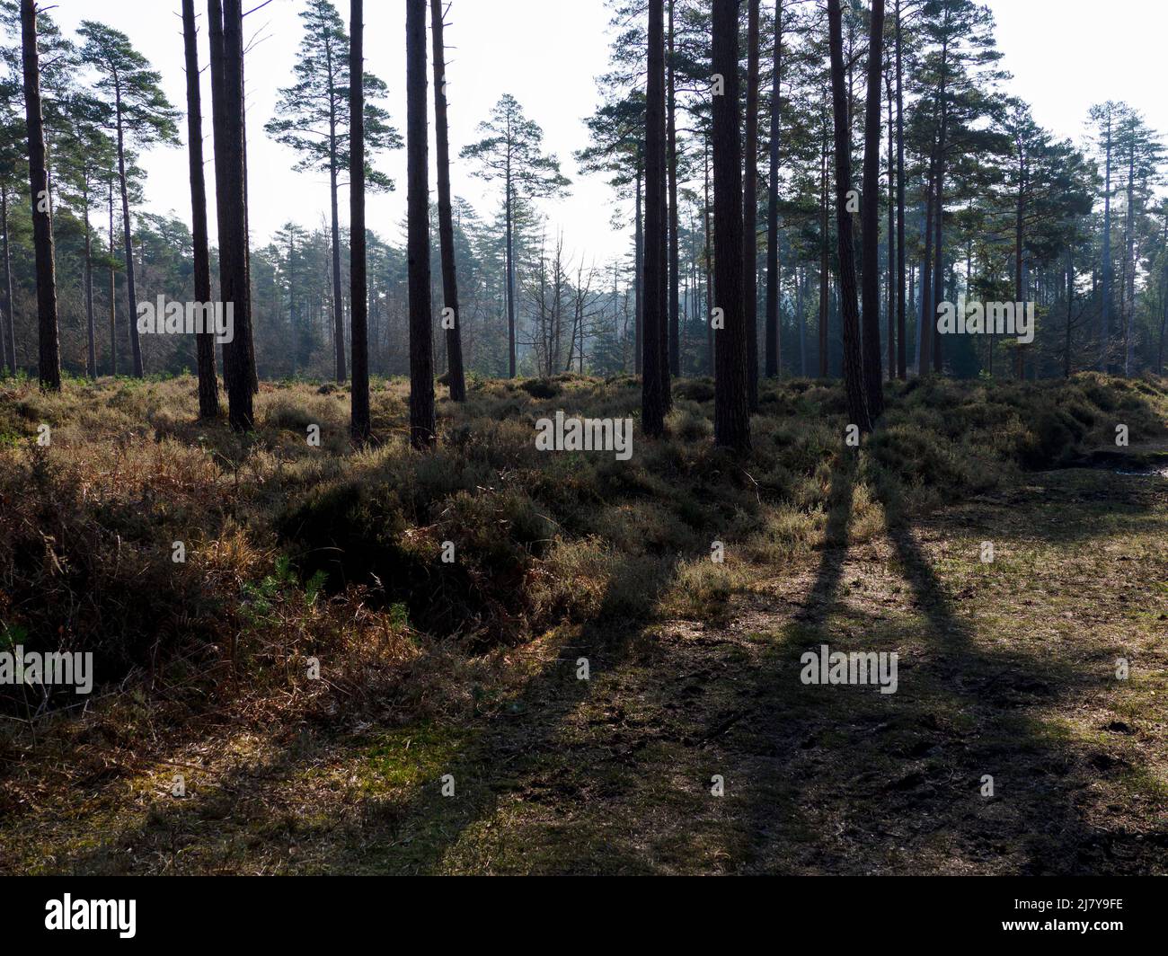 La New Forest in una mattinata di primavera nebbiosa, la New Forest, Hampshire, Regno Unito Foto Stock