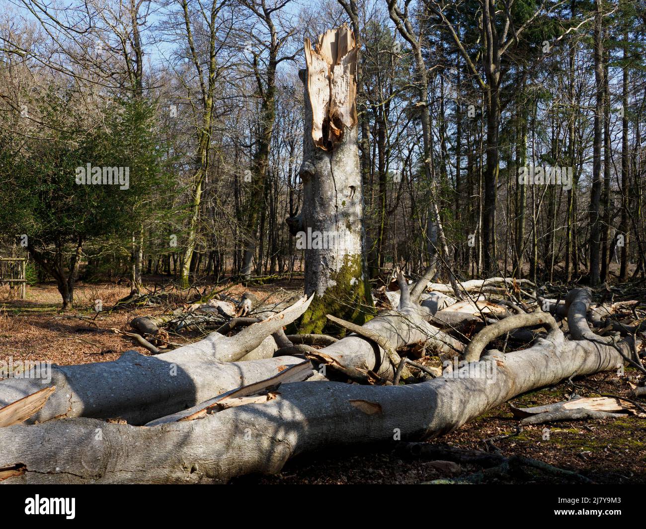 Albero abbattuto da una tempesta, la New Forest, Hampshire, Regno Unito Foto Stock