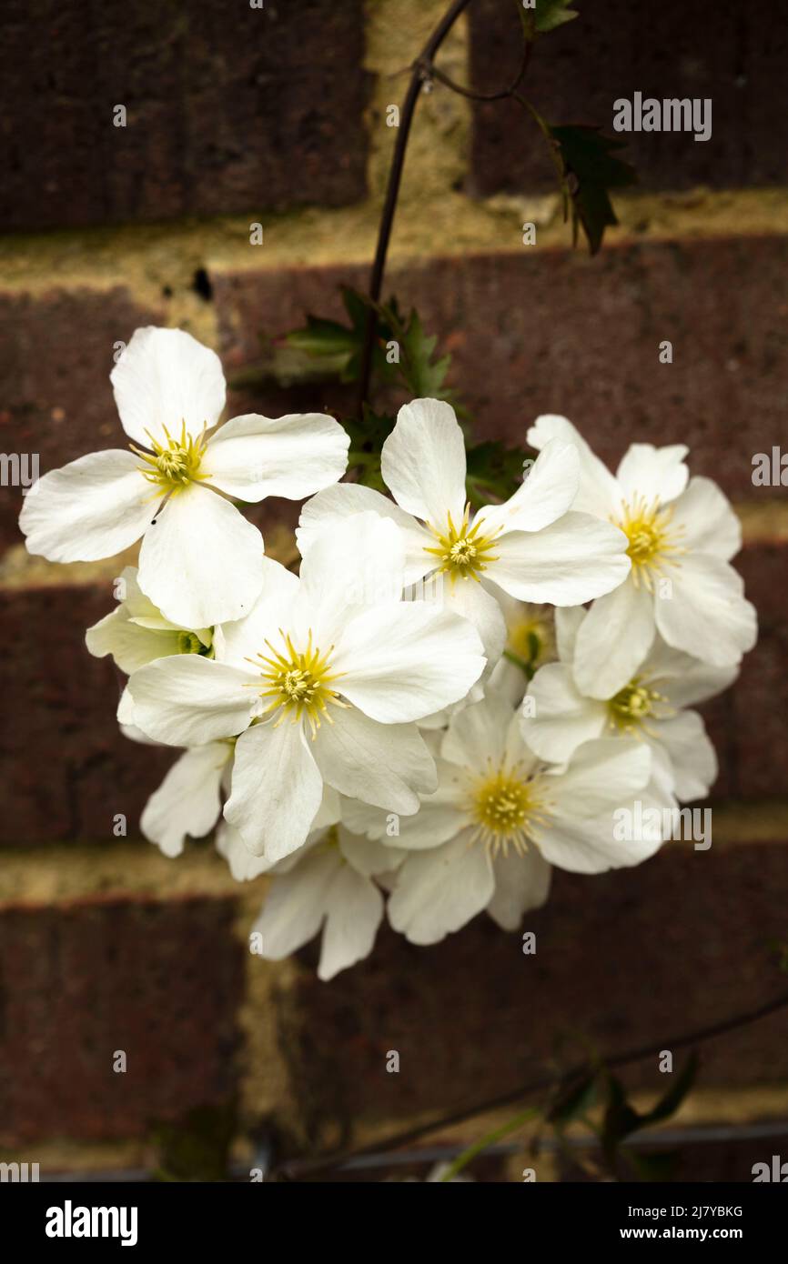 Primo piano ritratto di fiori di mostra Clematis x Cartmanii ‘Fiori valanghe Foto Stock