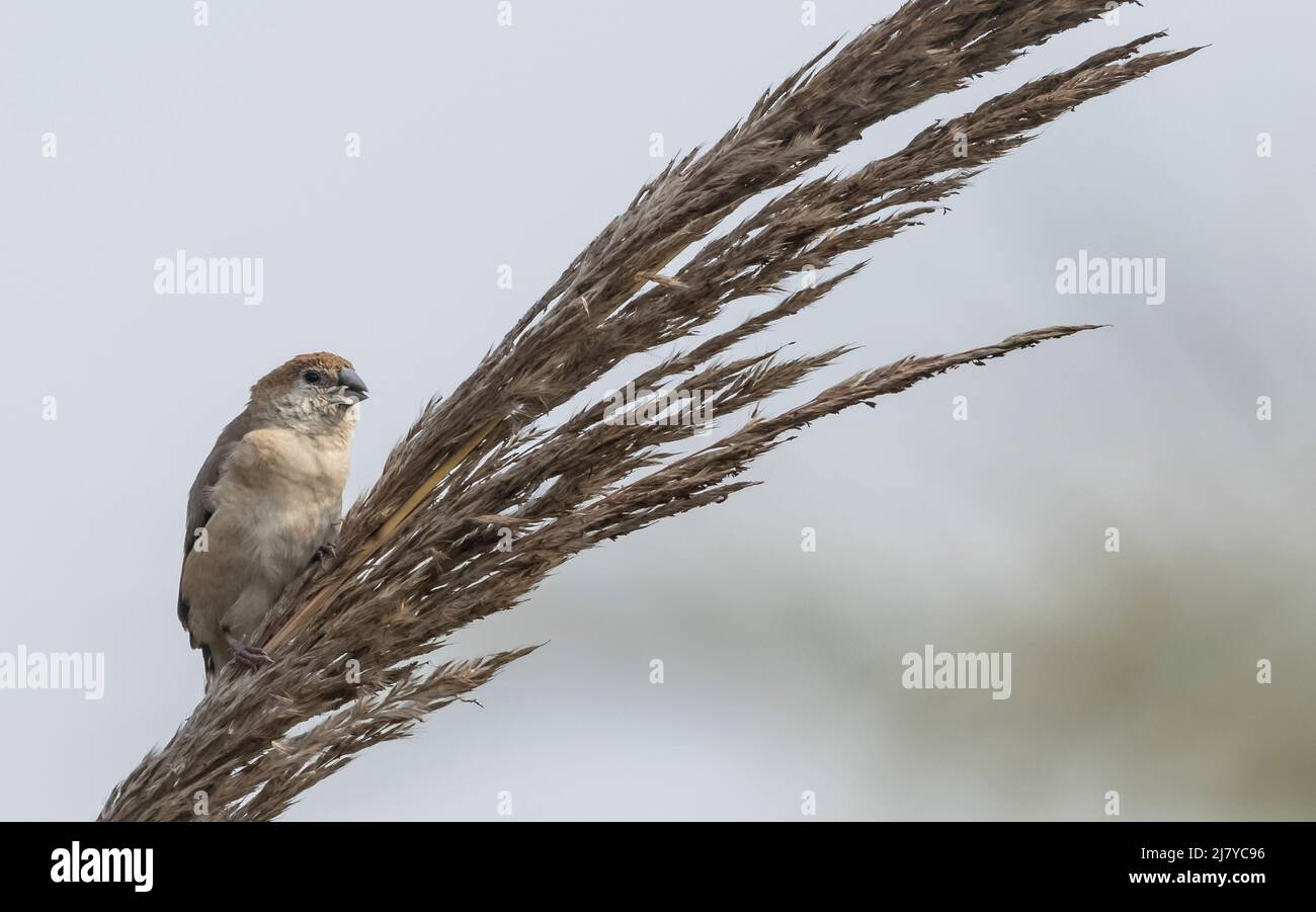 Silverbils indiano (Lonchura malabarica) uccello che perching sul ramo di albero. Foto Stock