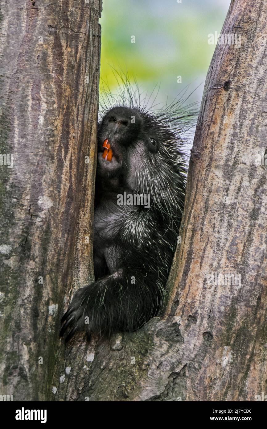 Porcupina nordamericana / porcupina canadese (Erethizon dorsatum) albero di arrampicata mentre mostra grandi incisivi / denti, nativo del Nord America Foto Stock