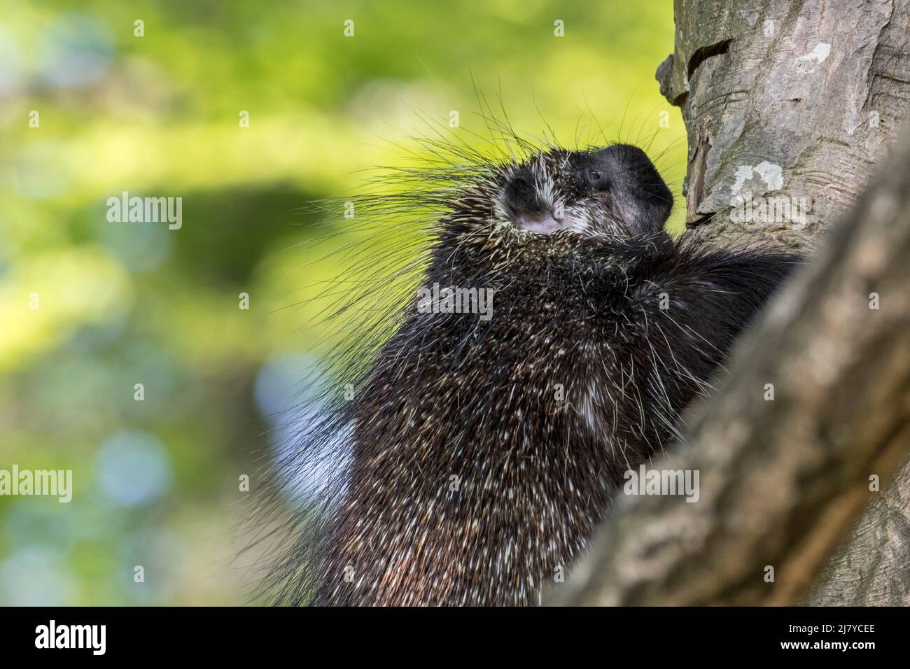 Porcupina nordamericana / porcupina canadese (Erethizon dorsatum) albero di arrampicata e mostrando grandi quills, nativo del Nord America Foto Stock