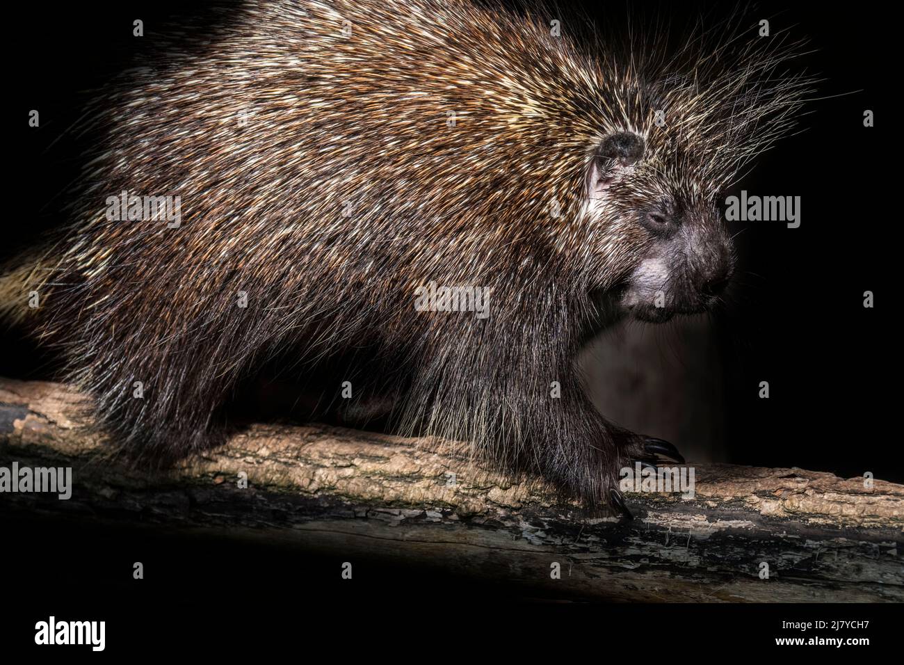 Porcupina nordamericana / porcupina canadese (Erethizon dorsatum) foraging di notte, nativo del Nord America Foto Stock