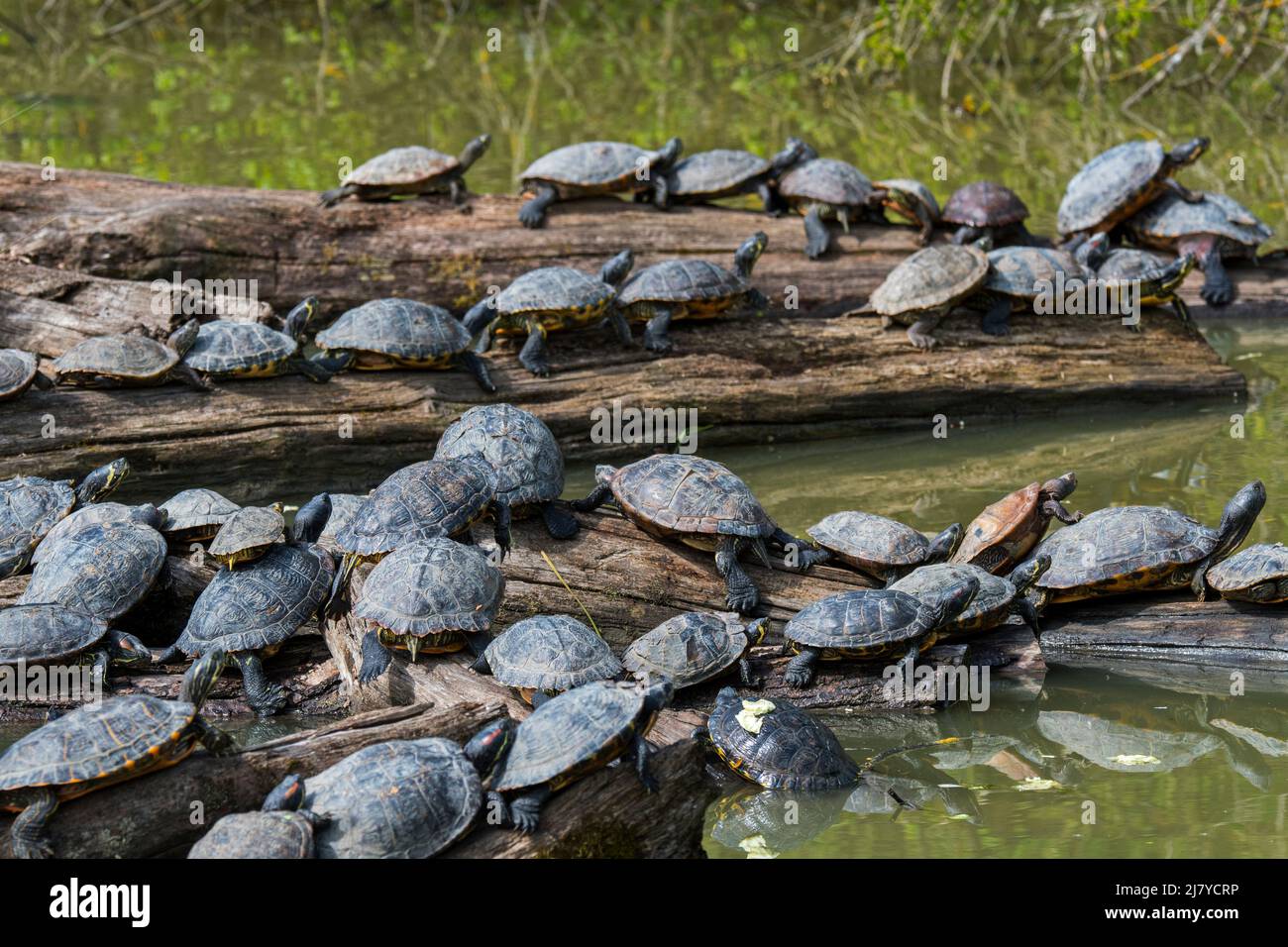 Terrapine dalle orecchie rosse (Trachemys scripta elegans) e cursori dalle decorazioni gialle che si crogiolano al sole su un tronco d'albero in stagno, specie invasive di tartarughe in Europa Foto Stock