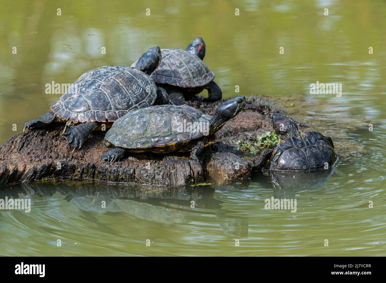 Terrapine dalle orecchie rosse (Trachemys scripta elegans) e cursori dalle decorazioni gialle che si crogiolano al sole su un tronco d'albero in stagno, specie invasive di tartarughe in Europa Foto Stock