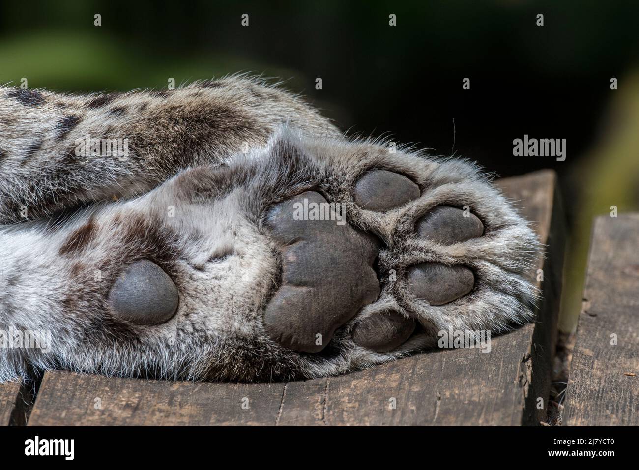 leopardo persiano, primo piano dell'avampiede / dell'ascella / dell'arto anteriore che mostra i pad digitali, il pad carpale e il pad metacarpale / metatarsale Foto Stock