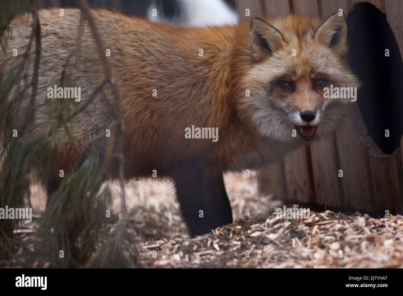 Animale concetto - primo piano ritratto di volpe rosso carino nello zoo Foto Stock