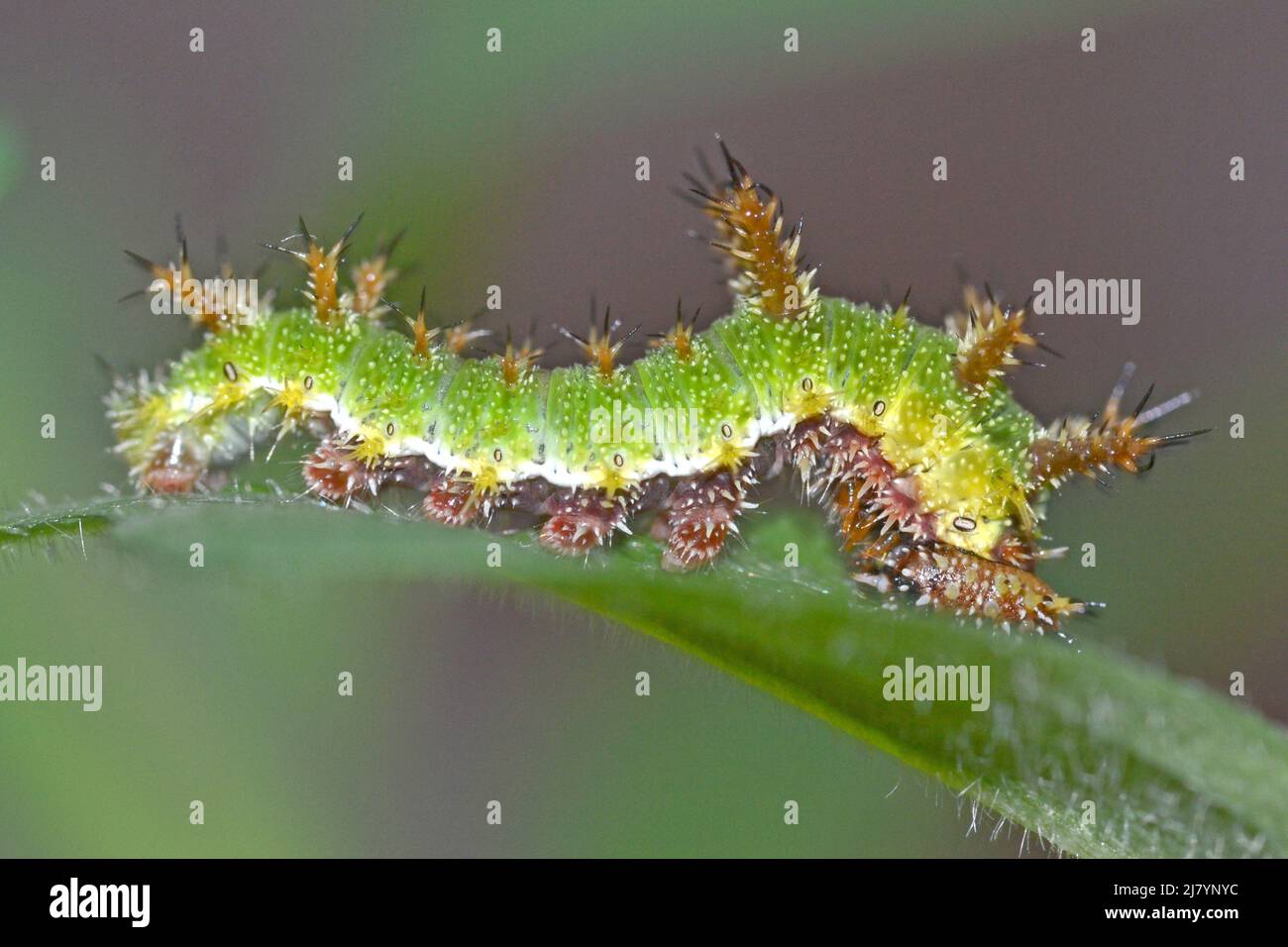 White Admiral caterpillar, ultimo istar, sulla sua foodplant honeysuckle Foto Stock